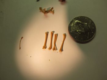 Media type: image;   Herpetology R-18364